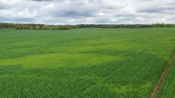 Widok z lotu ptaka nad młodym zielonym polem pszenicy. Chmurne niebo i tło lasu — Wideo stockowe