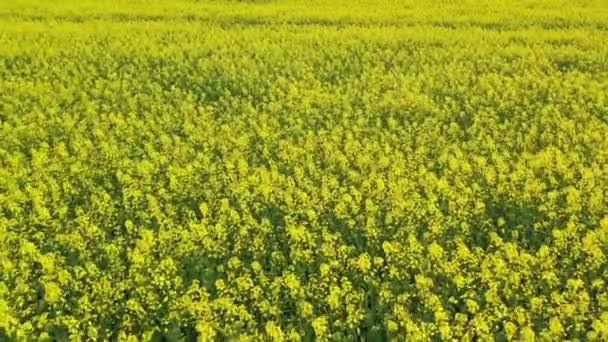 Strzał z powietrza przelatujący nad kwitnącym polem rzepakowym — Wideo stockowe