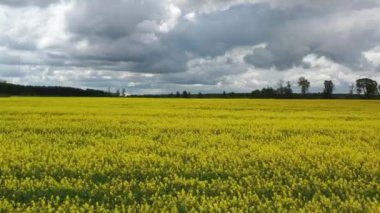 Sarı kolza tohumu kanola tarlasının üzerinde uçan hava çekimi. Arka planda bulutlu, bulutlu gökyüzü