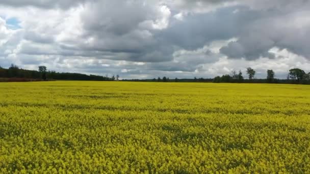 Strzał Powietrza Przelatujący Nad Kwitnącym Polem Rzepakowym Chmury Zachmurzone Niebo — Wideo stockowe