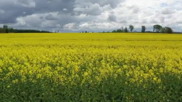 Prise de vue aérienne le long d'un champ de colza jaune en floraison. Ciel nuageux et couvert en arrière-plan