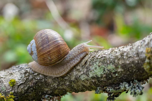 Caracol Borgoña Helix Pomatia Arrastrándose Sobre Una Rama Bosque — Foto de Stock