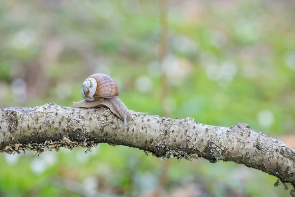 Caracol Borgoña Helix Pomatia Arrastrándose Sobre Una Rama Bosque — Foto de Stock