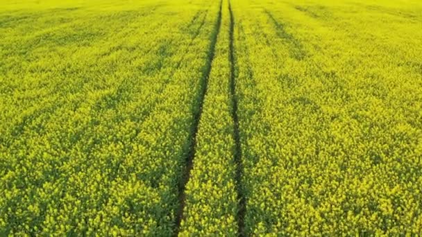 Strzał z powietrza latający wzdłuż torów ciągnika w kwitnącym żółtym polu rzepaku — Wideo stockowe