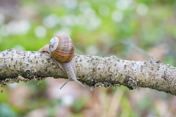 Caracol Borgoña Helix Pomatia Arrastrándose Por Rama Bosque — Foto de Stock