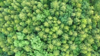Gökyüzünün üstü yeşil, yemyeşil orman üzerinde uçarken çekildi.
