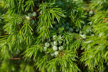 Yeşil iğneler ve çiğ meyveler Sıradan ardıç (Juniperus communis)
