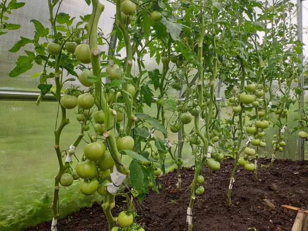 Hel Del Gröna Omogna Tomater Växer Växthus — Stockfoto