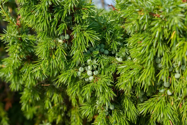 Agujas Verdes Bayas Crudas Del Enebro Común Juniperus Communis —  Fotos de Stock