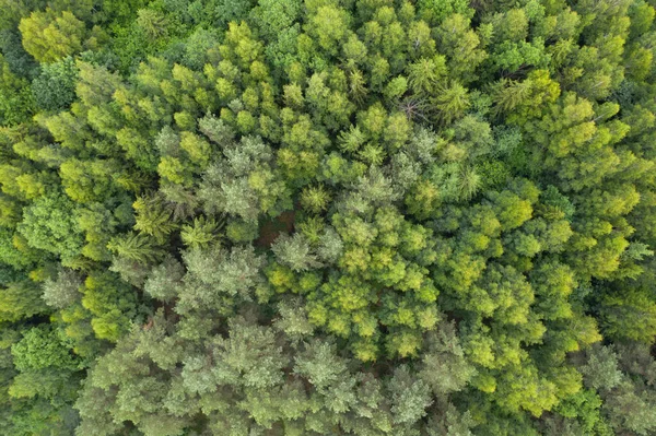Çimenli, yeşil ormanın yukarıdan aşağı manzarası