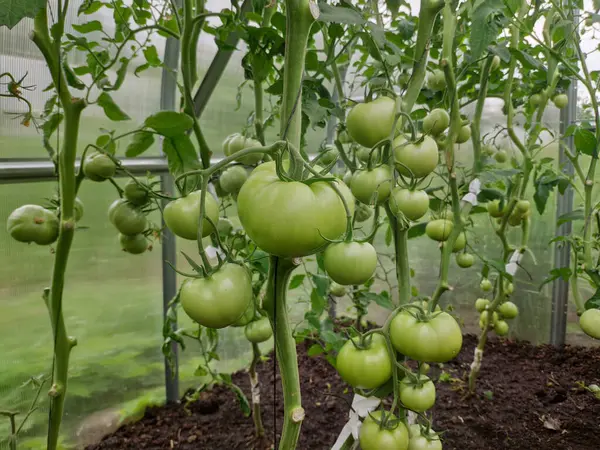 Hel Del Gröna Omogna Tomater Växer Växthus — Stockfoto