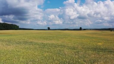 Hava görüntüsü buğday tarlasının üzerinde yavaşça uçuyor. Arka planda beyaz bulutlar olan mavi gökyüzü