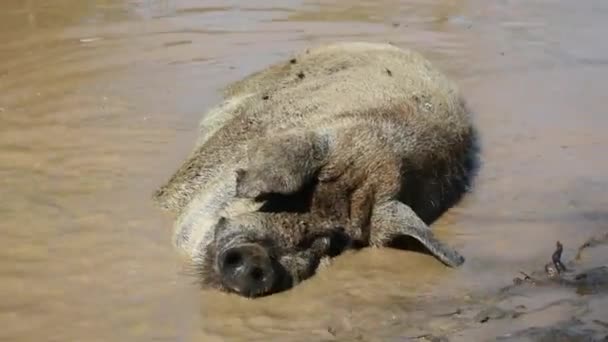 Vietnamita Pot-barriga porco dormindo em água da lagoa marrom e escondendo-se de insetos voadores de calor — Vídeo de Stock