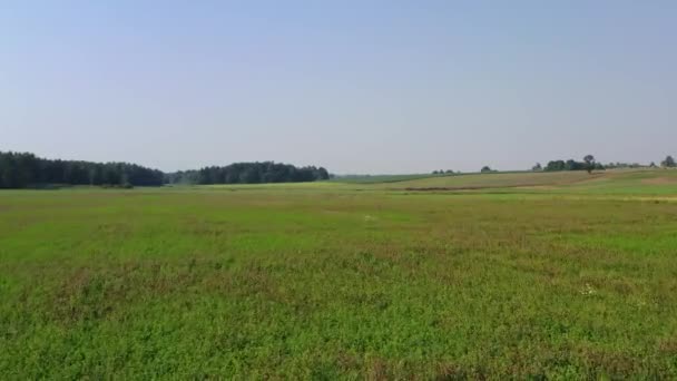 Aerial view flying over green meadow grassland in summer — Stock Video