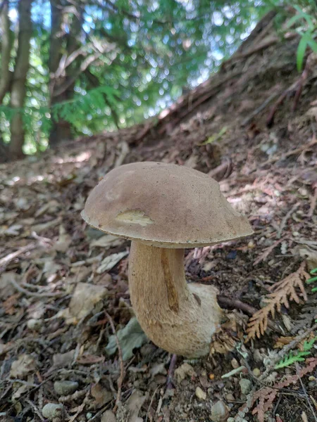 Гриб Boletus Edulis Изогнутым Стеблем Коричневом Лесу — стоковое фото