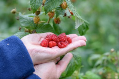 Beyaz Kafkas kadın avuç içi taze ahududu dolu. Yeşil arkaplan