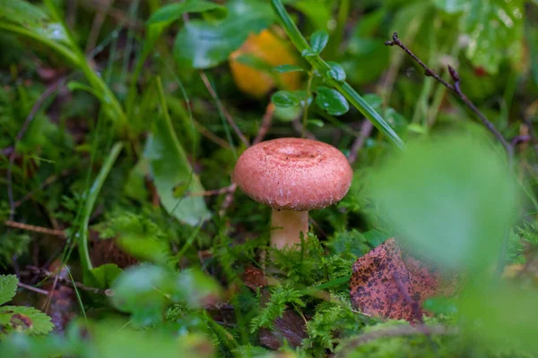 緑の苔の森で育つ湿式ウーリーミルクキャップまたはひげを生やしたミルクキャップ ラクタリウストルミノス キノコ — ストック写真