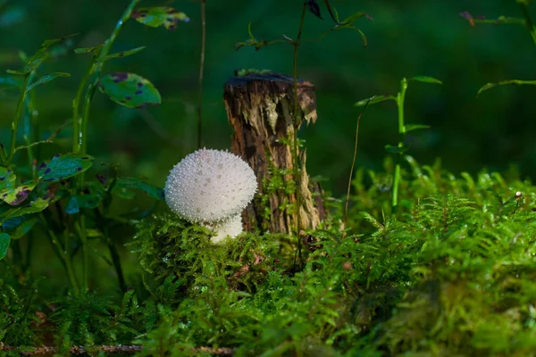 Puffball Comum Branco Puffball Vertido Puffball Cravejado Gema Lycoperdon Perlatum — Fotografia de Stock