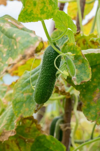 Grön Färsk Gurka Som Växer Trädgården — Stockfoto