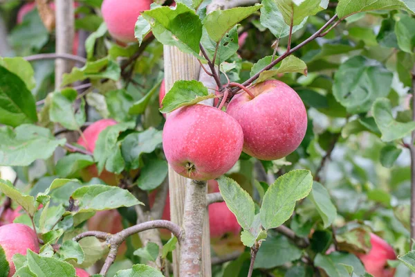 Manzanas Rojas Maduras Frescas Que Crecen Rama Del Manzano — Foto de Stock
