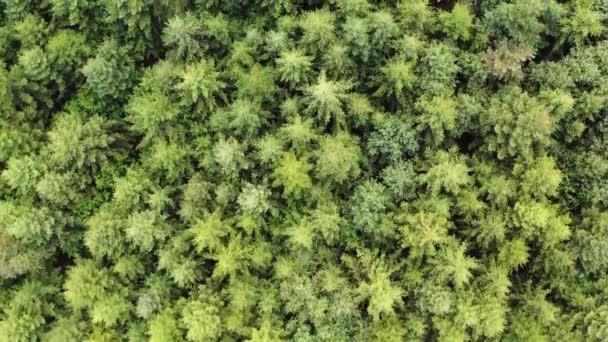 在茂密 茂密的绿色云杉林上空盘旋 空中俯冲而下 — 图库视频影像