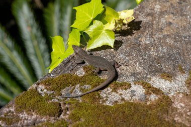 The Madeira Wall Lizard (Teira dugesii) or Madeira lizard