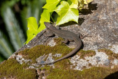 The Madeira Wall Lizard (Teira dugesii) or Madeira lizard
