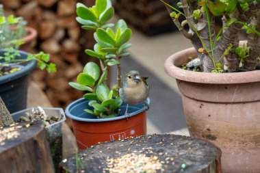 Male Madeira chaffinch (Fringilla maderensis) bird feeding on seeds