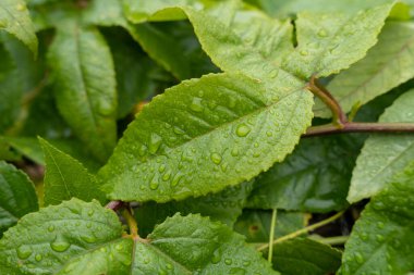 Small water droplets on green leaf in forest