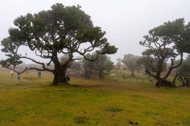 Madeira, Portekiz - 03.23.2025: Laurissilva Ormanı Fanal, Madeira, Portekiz