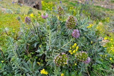 Silky phacelia (Phacelia sericea) in meadow