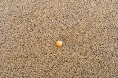 Single orange and white seashell on a sandy beach
