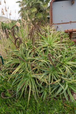 Aloe Vera Plant Growing Outdoors in Porto Santo, Madeira, Portugal