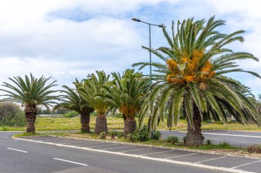 Row of Phoenix roebelenii or dwarf date palm trees in Porto Santo, Madeira, Portugal