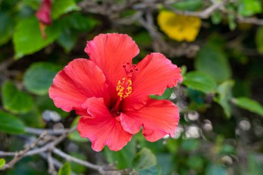 Yeşil arkaplanda kırmızı amber çiçeği