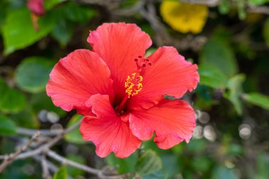 Yeşil arkaplanda kırmızı amber çiçeği