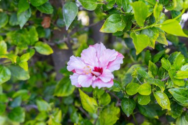 Yeşil arka planda pembe amber çiçeği