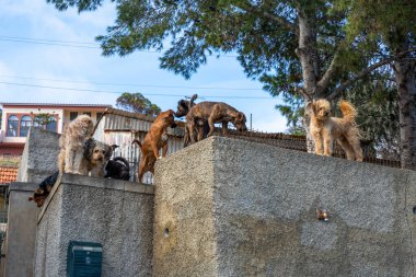 A group of dogs standing on top of a wall