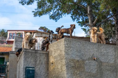 A group of dogs standing on top of a wall