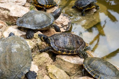 Hispaniolan slider (Trachemys decorata) turtles in pond