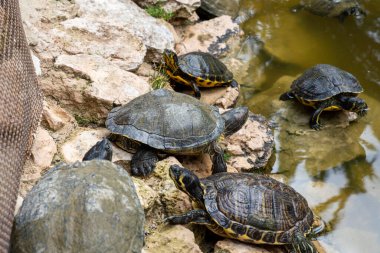 Hispaniolan slider (Trachemys decorata) turtles in pond