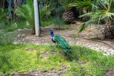 Yeşil çimlerde büyük kuyruklu tavus kuşu