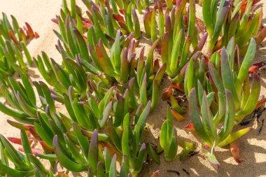 Sea Fig (Carpobrotus chilensis) plant in sand