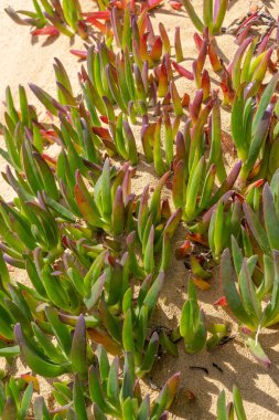 Sea Fig (Carpobrotus chilensis) plant in sand