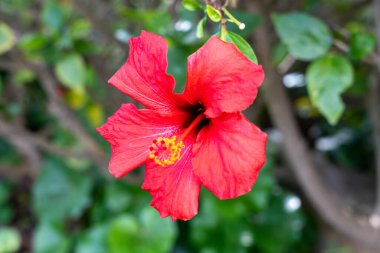 Yeşil arkaplanda kırmızı amber çiçeği