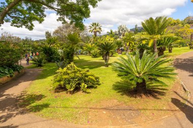 Funchal, Madeira, Portugal - 03.27.2025: Palm trees in Madeira Botanical Garden in Funchal, Madeira, Portugal
