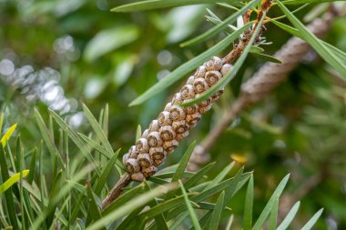 Close-up of a Melaleuca tree branch with seed capsules. Woody fruit pods arranged along the stem surrounded by narrow green leaves in natural sunlight.