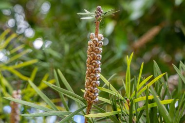 Close-up of a Melaleuca tree branch with seed capsules. Woody fruit pods arranged along the stem surrounded by narrow green leaves in natural sunlight.