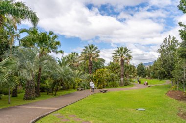 Funchal, Madeira, Portugal - 03.27.2025: Palm trees in Madeira Botanical Garden in Funchal, Madeira, Portugal