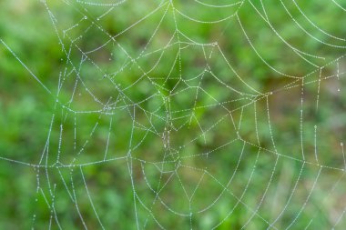 çiğ bir örümcek ağı Tarih